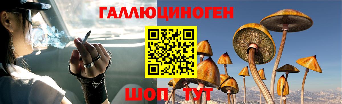 Псилоцибиновые грибы Psilocybine cubensis Чистополь